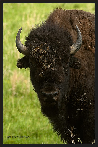 American Bison (Bos bison), Head-on
